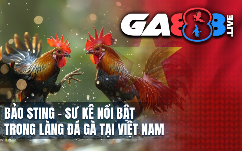 Bảo Sting – Sư Kê Nổi Bật Trong Làng Đá Gà Tại Việt Nam Bảo Sting - Sư Kê Nổi Bật Trong Làng Đá Gà Tại Việt Nam