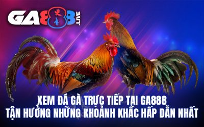 Xem đá gà trực tiếp tại GA888 – Tận hưởng những khoảnh khắc hấp dẫn nhất